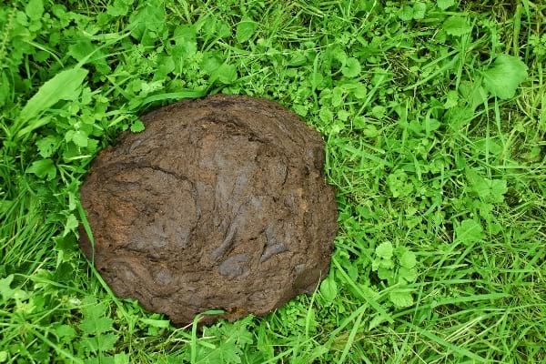 Du fumier se transforme en engrais naturel pour le jardin