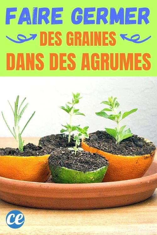peau d'orange et de citron vert qui servent de germoir à graines