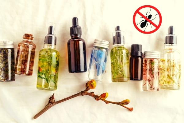 Des flacons d'huile essentielle et un logo stop fourmis 