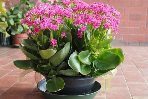 petit pot de kalanchoe rose