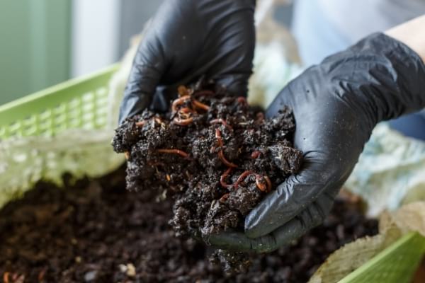Du lombricompostage avec des vers dans les mains avec des gants noirs