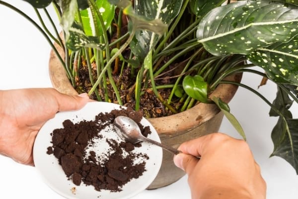 Du marc de café qui est mis dans un pot de fleur comme engrais