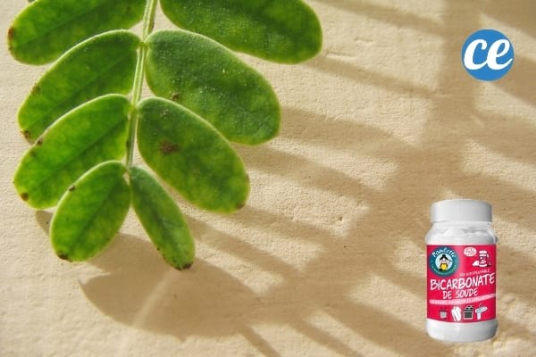 Un flacon de bicarbonate pour nettoyer les feuilles des plantes