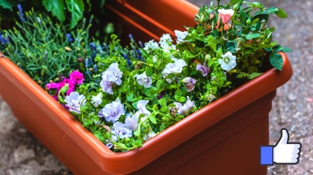 Une belle jardinière orange en plastique toute propre avec des fleurs dedans