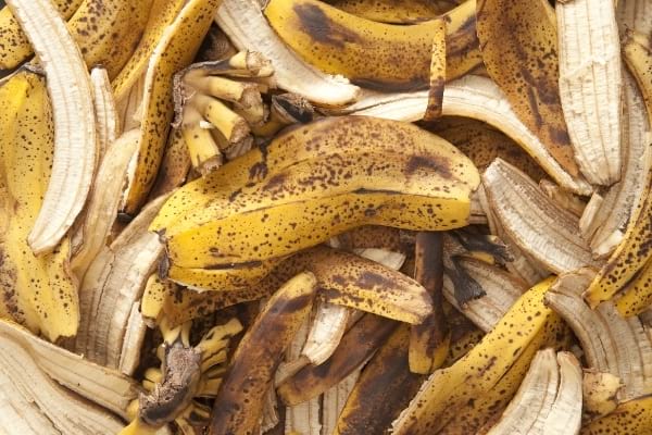 Plein de peaux de bananes pour être utilisées en engrais
