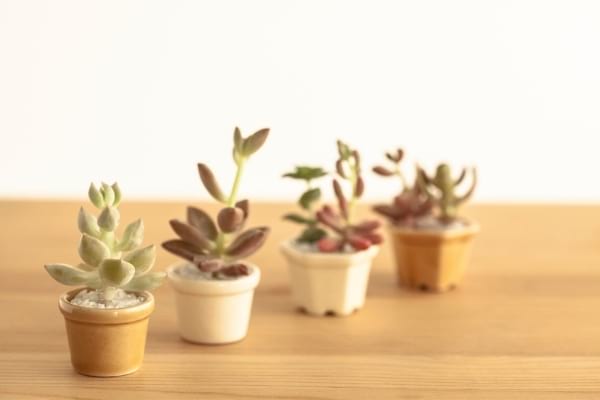 4 pots de plantes grasses