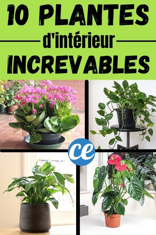10 plantes increvables pour la maison