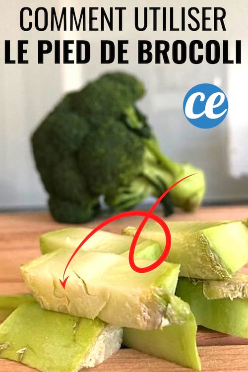 pied de brocoli en morceau et fleurette de brocoli