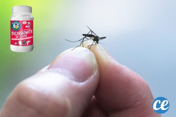 Un moustique tenu entre les doigts avec un flacon de bicarbonate