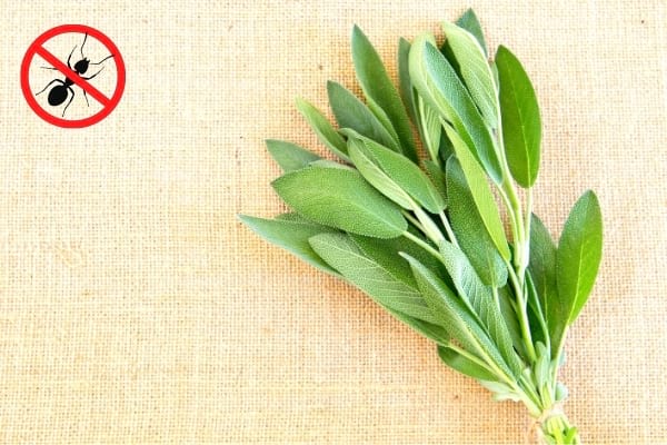 De la sauge sur la table avec un logo stop fourmis 