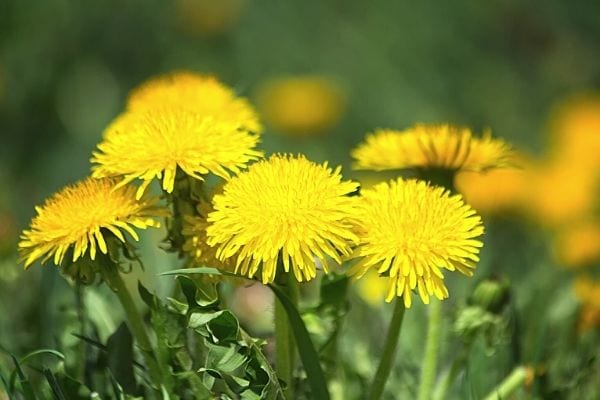 fleurs de pissenlit jaunes