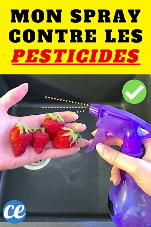 Un spray contre les pesticides sur les fraises et les fruits et légumes avec du bicarbonate