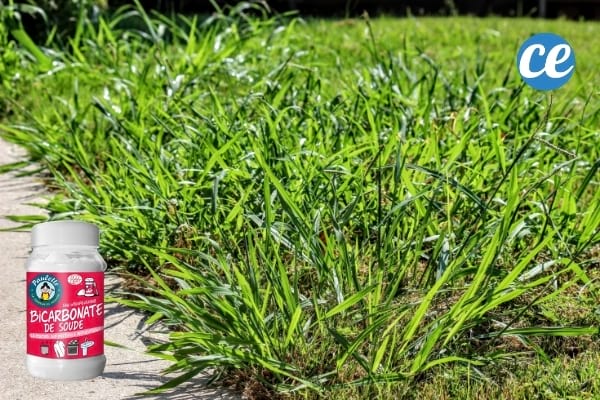 Un flacon de bicarbonate rouge posé à côté de la digitaire pour la tuer