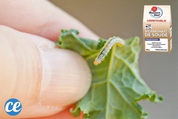 Un paquet de bicarbonate pour tuer les vers du chou