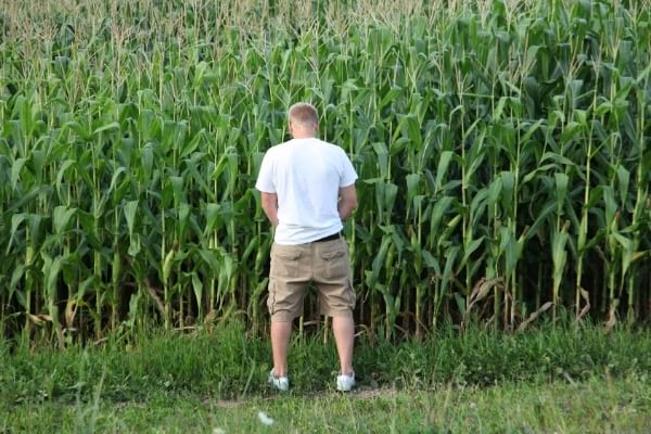 Un homme qui fait pipi sur des cultures de maïs debout