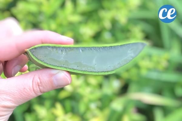 Un morceau d'aloe vera coupé pour utiliser sur les cernes