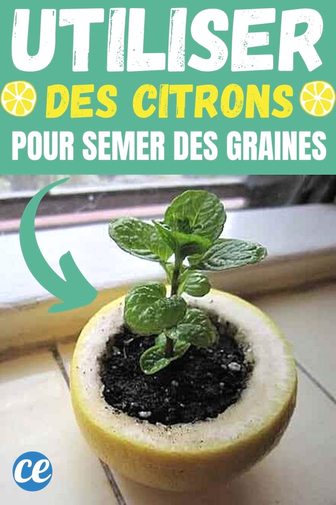 citron qui sert de pot pour semer les graines