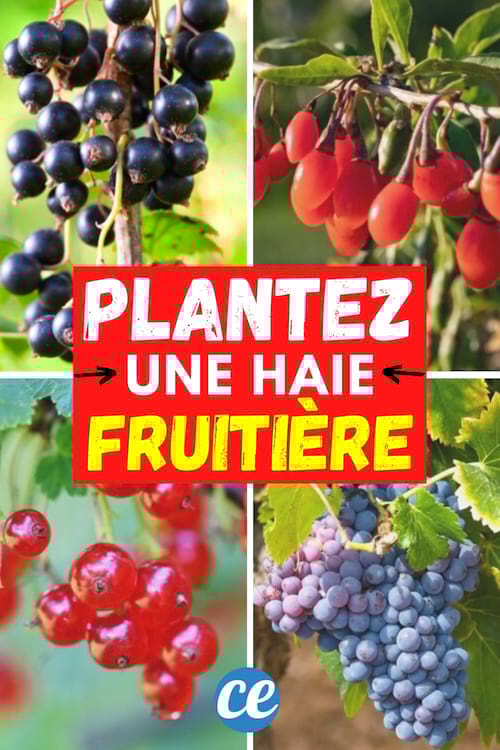 10 Arbustes à Planter Pour Avoir des Fruits Dans Sa Haie