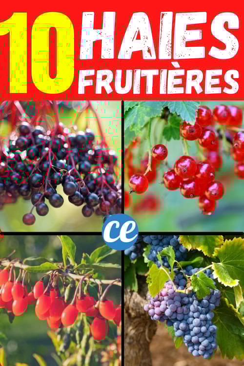 10 arbustes à planter pour avoir des fruits