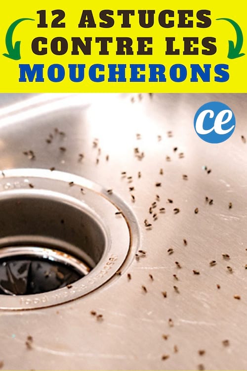 16 astuces pour se débarrasser des moucherons dans la cuisine - M6