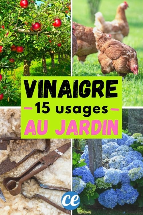 15 façons d'utiliser le vinaigre au jardin