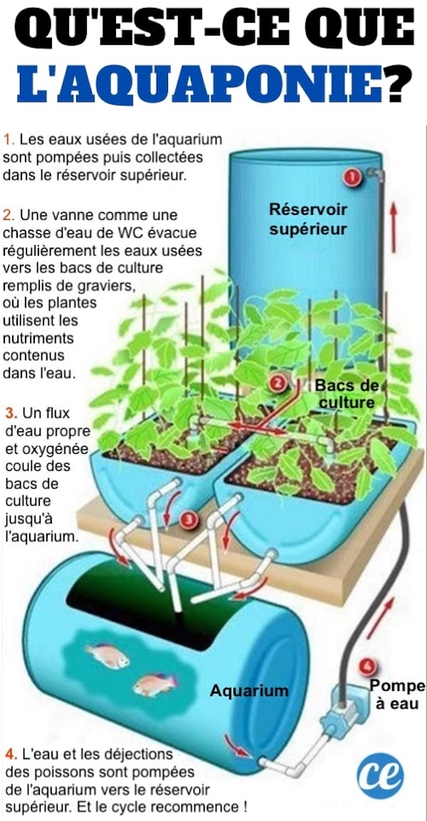 Qu'est-Ce Que L'Aquaponie ? Le Schéma Pour Tout Comprendre.