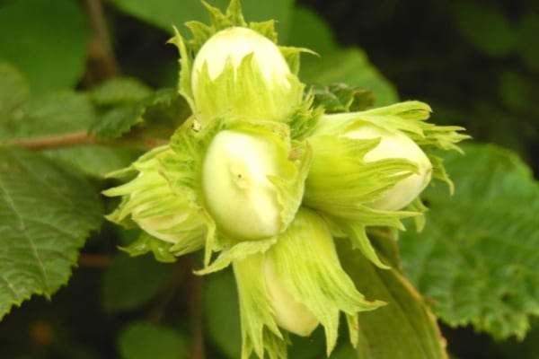 noisette verte sur le noisetier