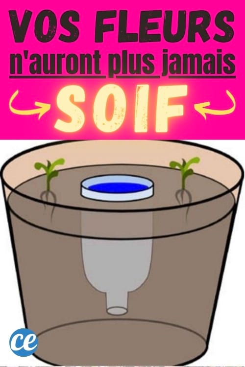 mettre une bouteille d'eau dans la terre pour arroser les fleurs