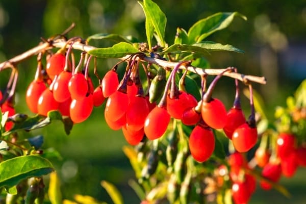 baie de goji sur un arbres