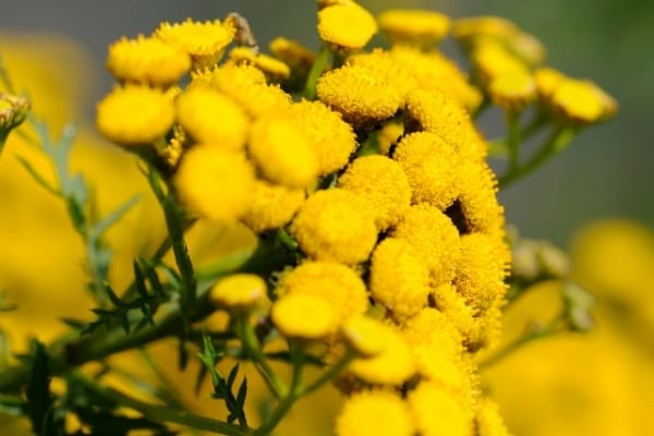 Fleurs de tanaisie dans la nature pour faire fuir les mouches