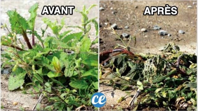 Des mauvaises avant utilisation du désherbant bio et mortes après