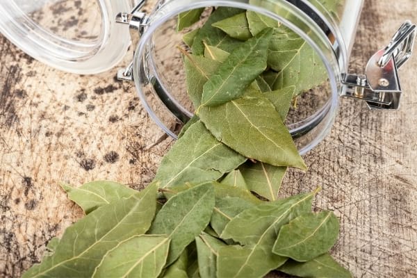 Feuilles de laurier sortant d'un bocal sur une table pour faire fuir les mouches