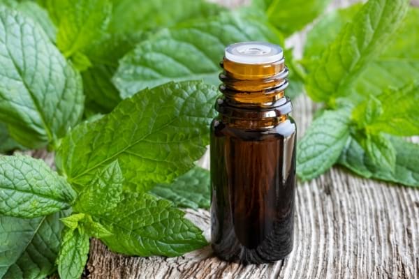 Flacon d'huile essentielle de menthe poivrée et fleur de menthe sur une table pour faire fuir les mouches