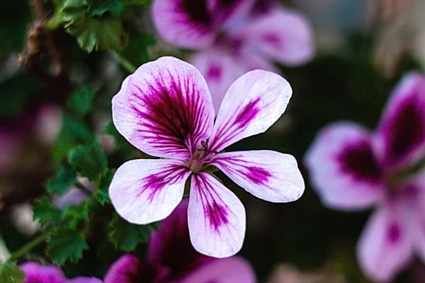 Fleur pelargonium citrosum dans la nature pour faire fuir les mouches