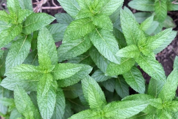 Plusieurs fleurs de menthe pouliot dans la nature pour faire fuir les mouches