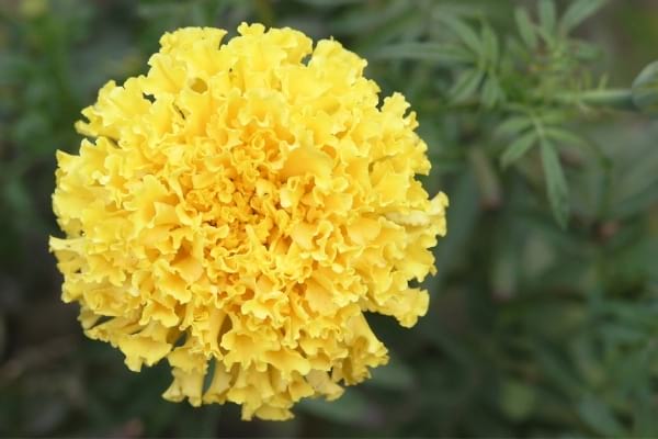 Fleur oeillet d'inde dans la nature pour faire fuir les mouches