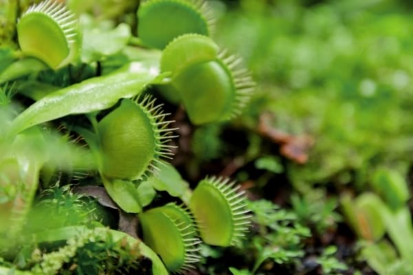 Des fleurs de Dionée dans la nature pour faire fuir les mouches