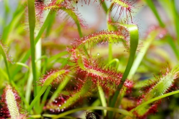 Des fleurs de drosera capensis dans la nature pour faire fuir les mouches