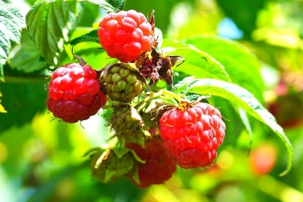 framboise mûre sur le framboisier
