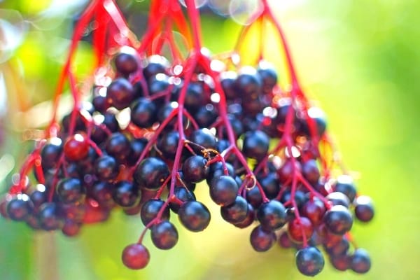 fruit de sureau en grappe