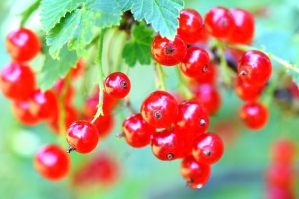 grappe de groseilles rouges sur une branche