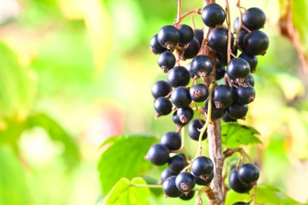 grappes de cassis