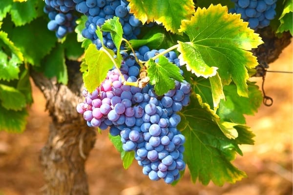grappes de raisin sur un pied de vigne