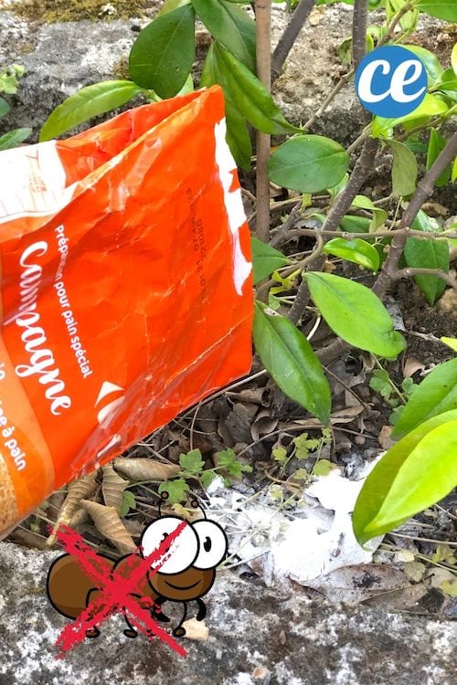 de la farine mise autour du plante pour éliminer les fourmis
