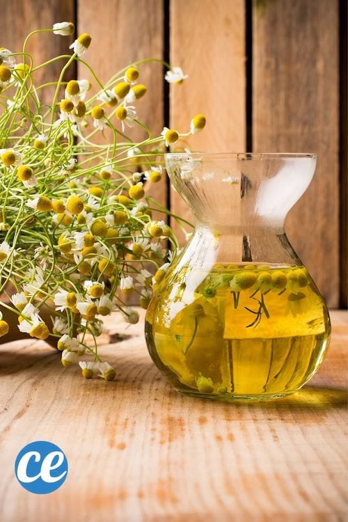 De la camomille et un soin fait avec de la camomille pour avoir de belles lèvres