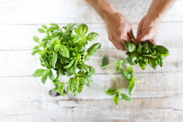Une main qui tient un bouquet de basilic pour faire fuir les mouches