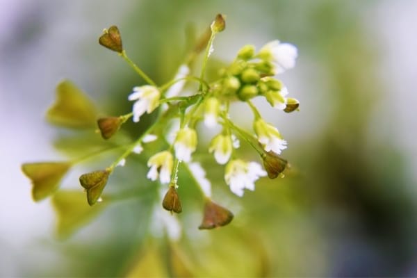 Mauvaises herbes comme la bourse-à-pasteur