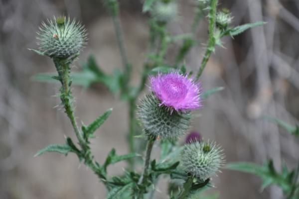 Mauvaises herbes comme le chardon des champs