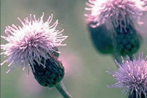 Mauvaises herbes comme la cirse des champs