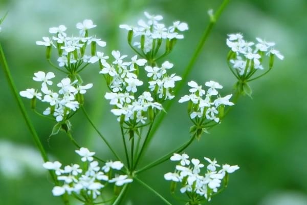 Mauvaises herbes comme l'égopode